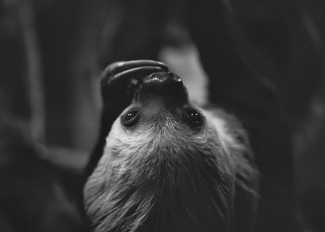 Monochrome Portrait of Hanging Sloth