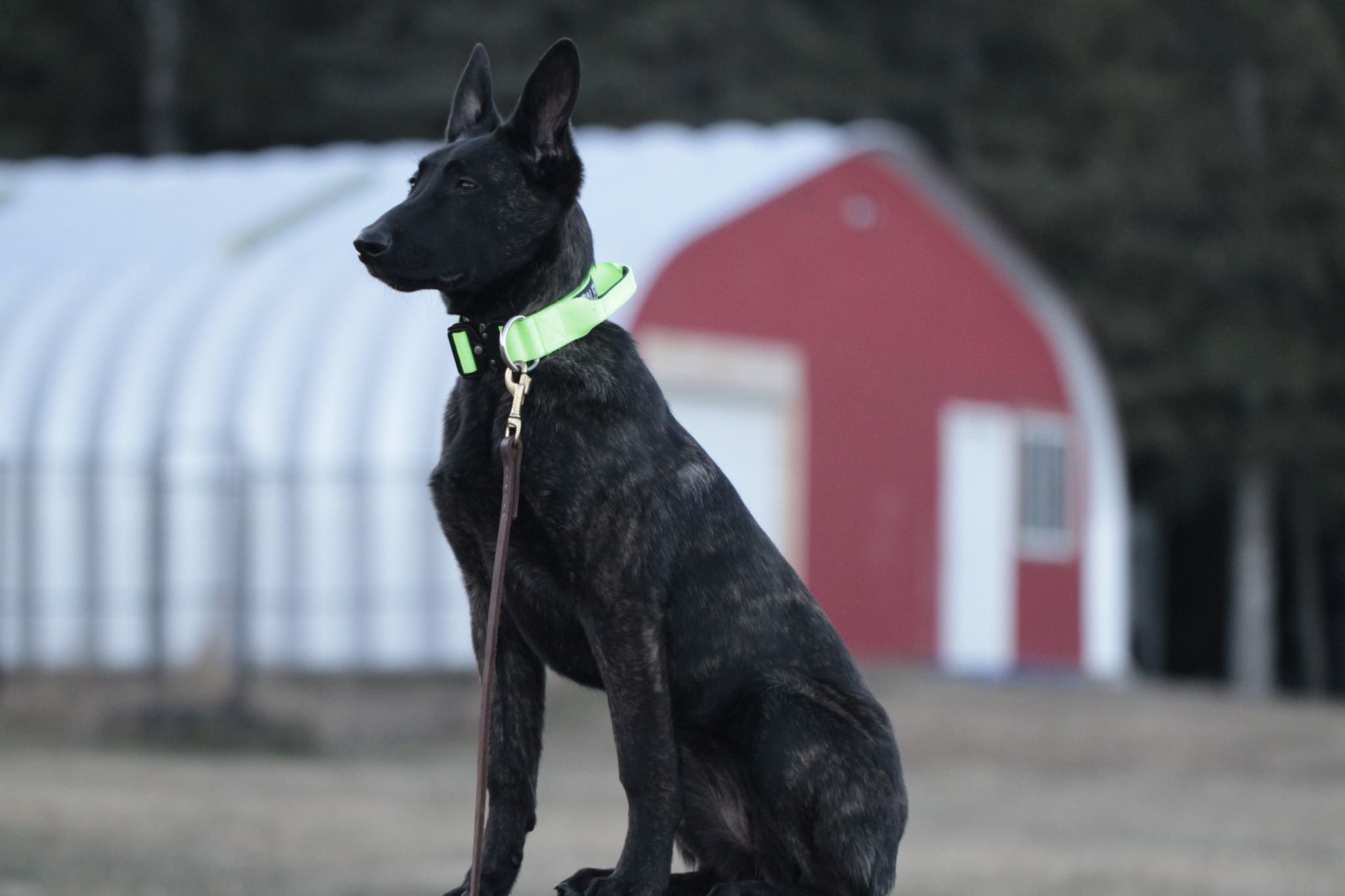 A black and brindle puppy sitting outdoors with a green collar, in front of a red barn and a white greenhouse.