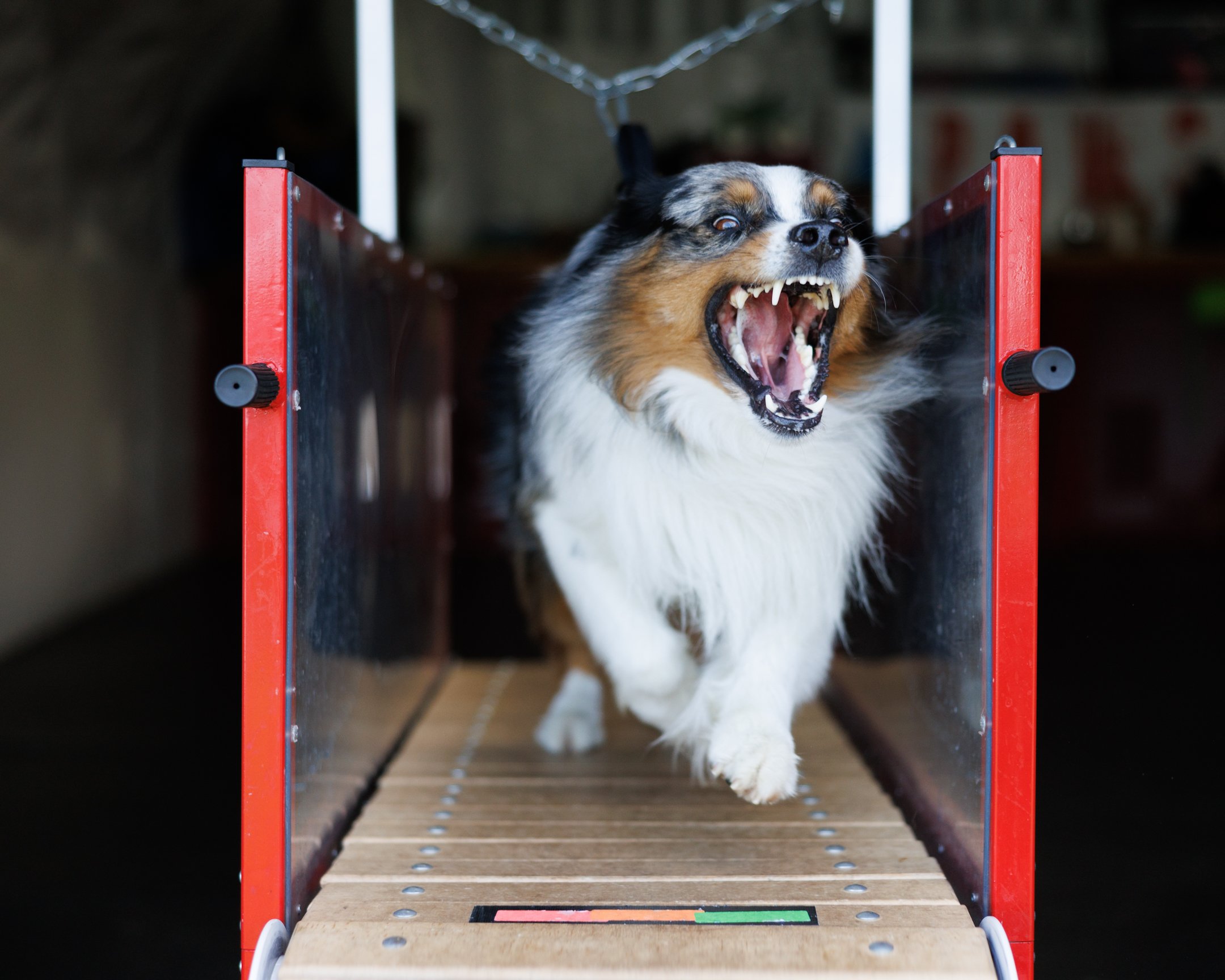 Austrailian Shepherd running on a slat mill