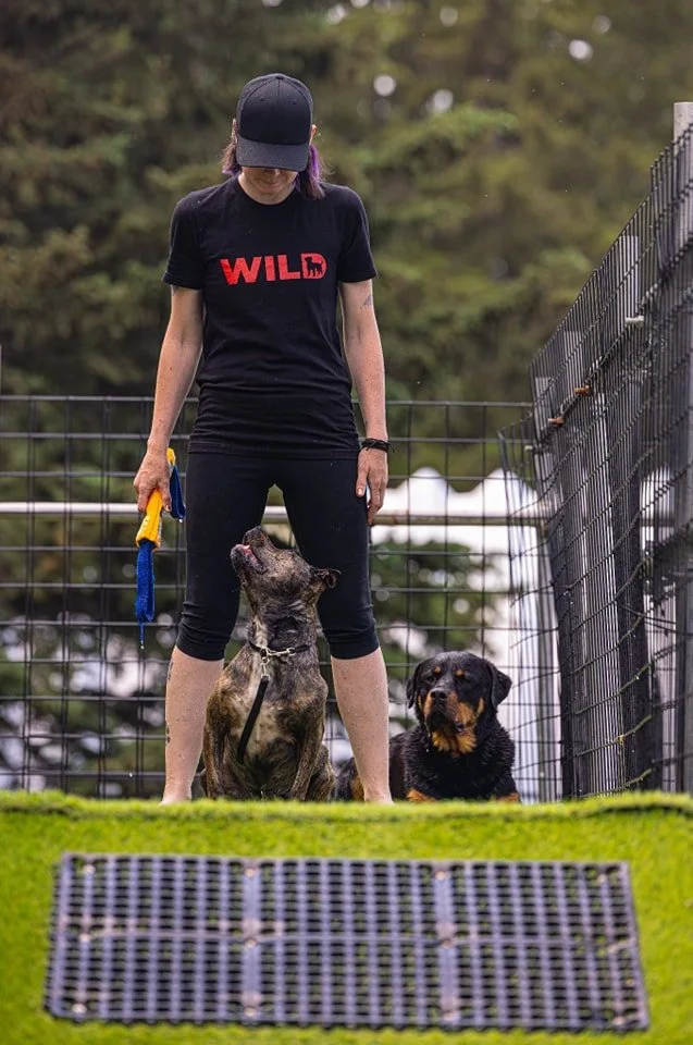 Camellia Saunderson - Wild Dog Training