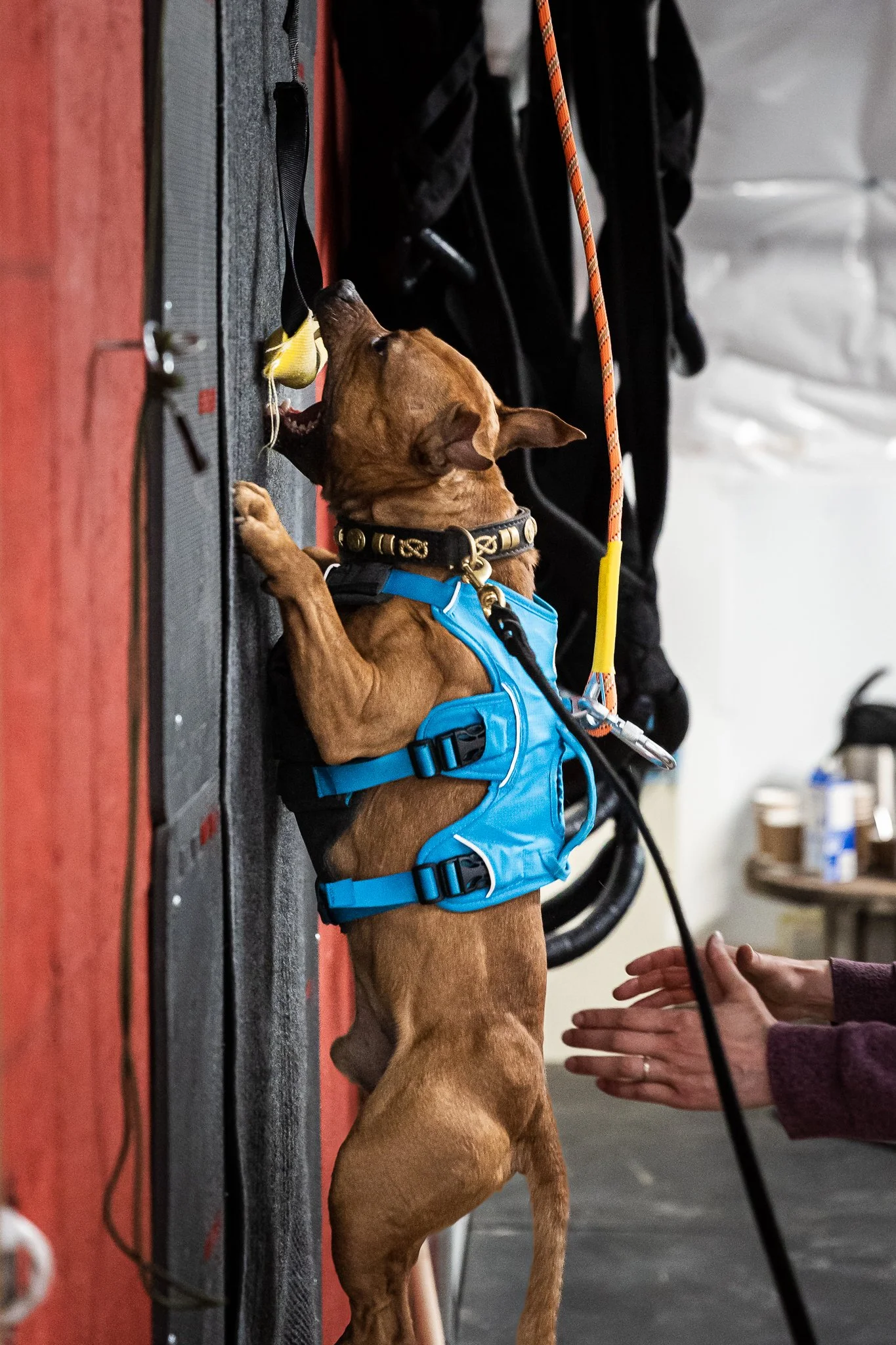 A brown dog wearing a blue harness is mid-air, reaching for a yellow toy attached to a wall. The dog appears to be in an indoor environment, possibly a training or therapy setting.