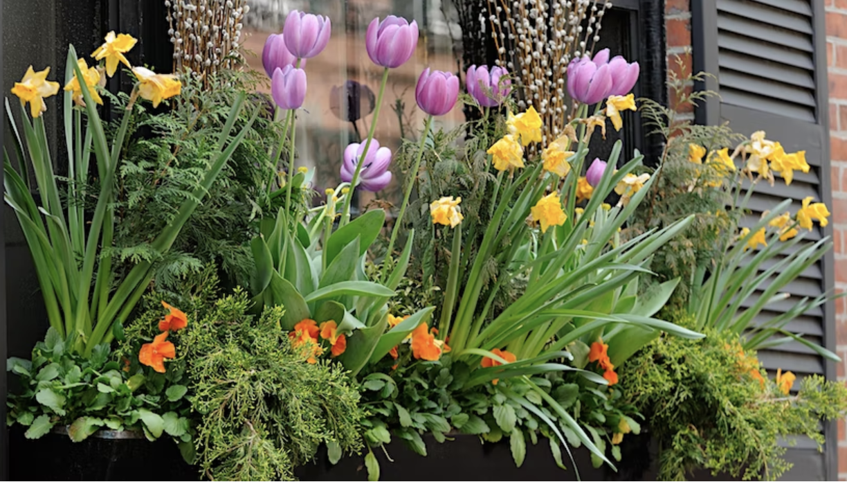 Window box with purple tulips and yellow daffodils in spring
