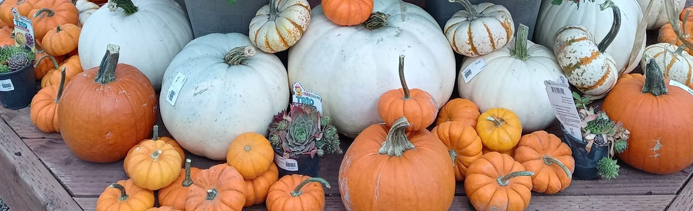 Harvest pumpkins and white pumpkins at Country Gardens & Nursery in Heber City