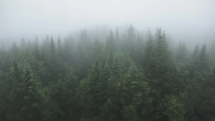 Stand of evergreen conifers in a misty mountain forest