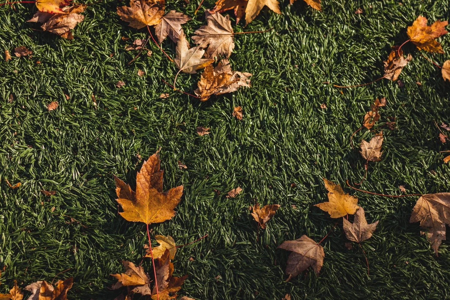 Fall leaves scattered on green grass