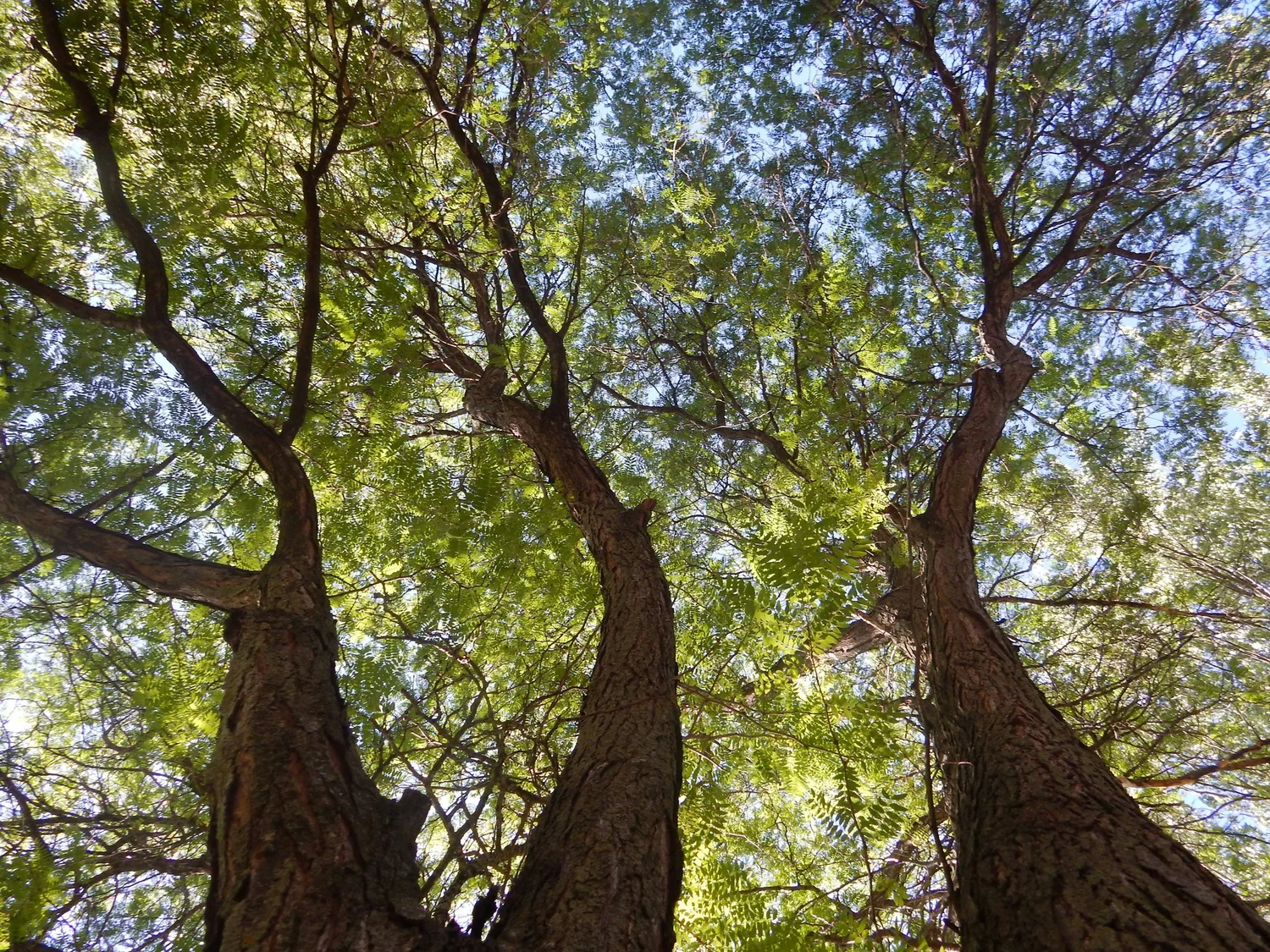 Looking up into the canopy of a tall tree