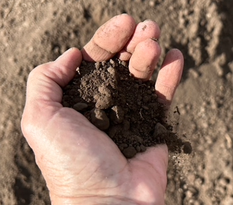 Hand holding a clump of dark soil