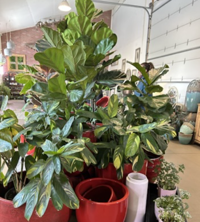 Plants — Country Gardens & Nursery, Heber City, Utah