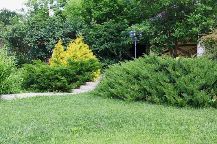 Spreading juniper shrubs along a lawn in a residential landscape