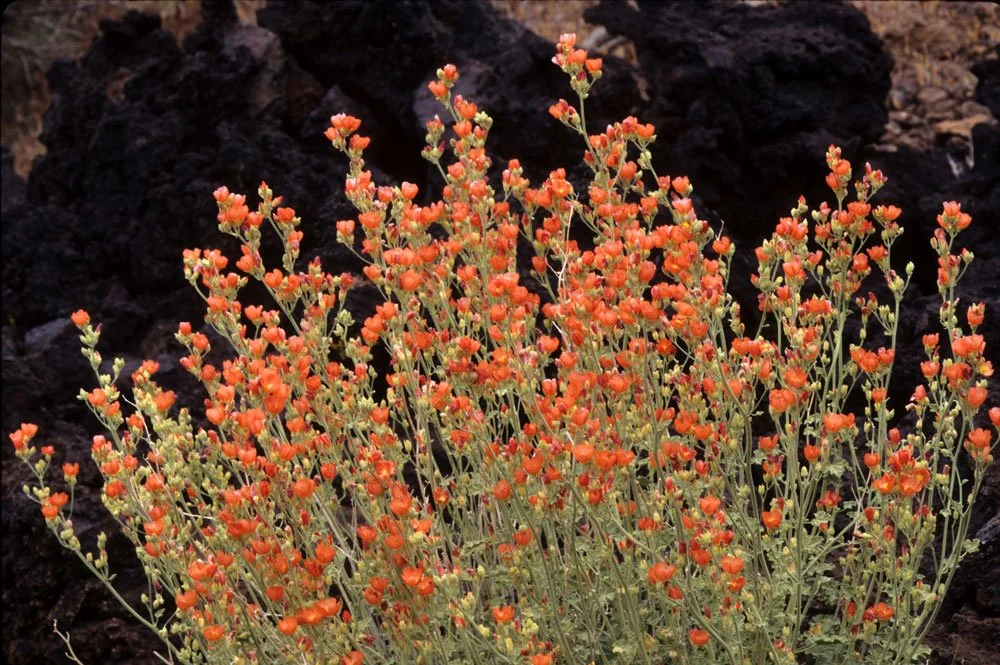 Cluster of small orange and yellow flowers