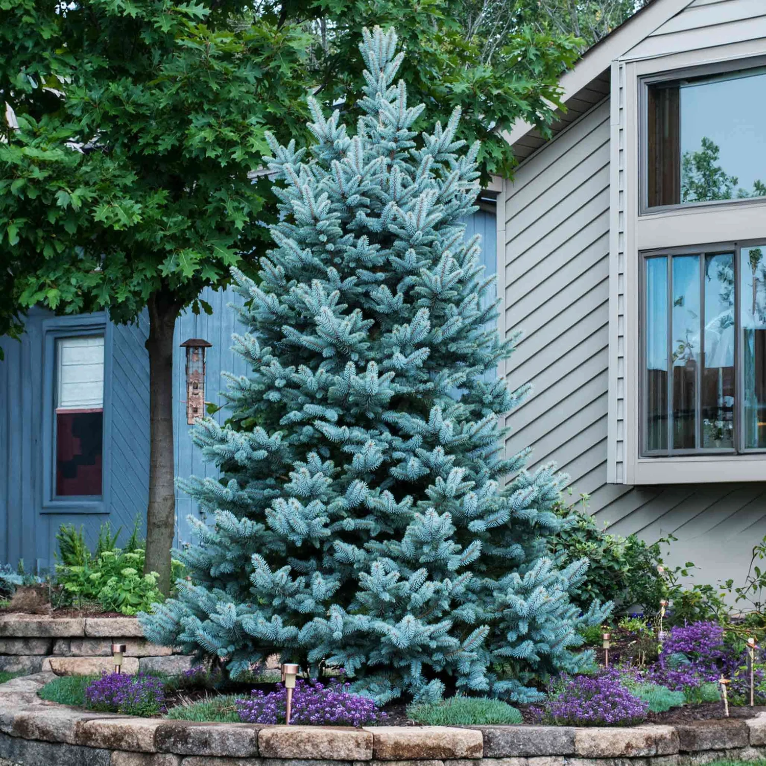 Young Colorado blue spruce planted beside a home
