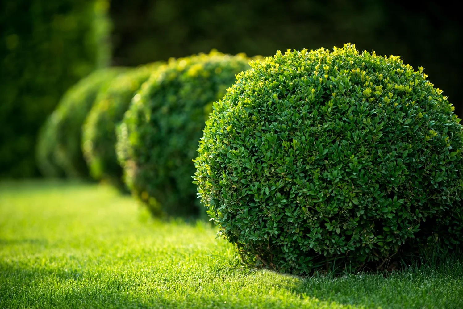 Row of rounded shrubs along a green lawn