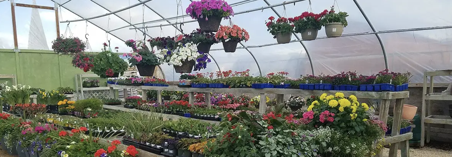 Perennials & Annuals — Country Gardens & Nursery, Heber City, Utah