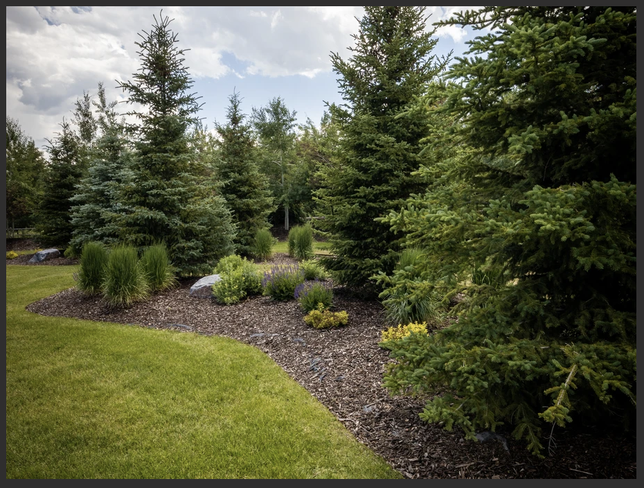 Landscaped yard with spruce and pine trees above a freshly mulched bed
