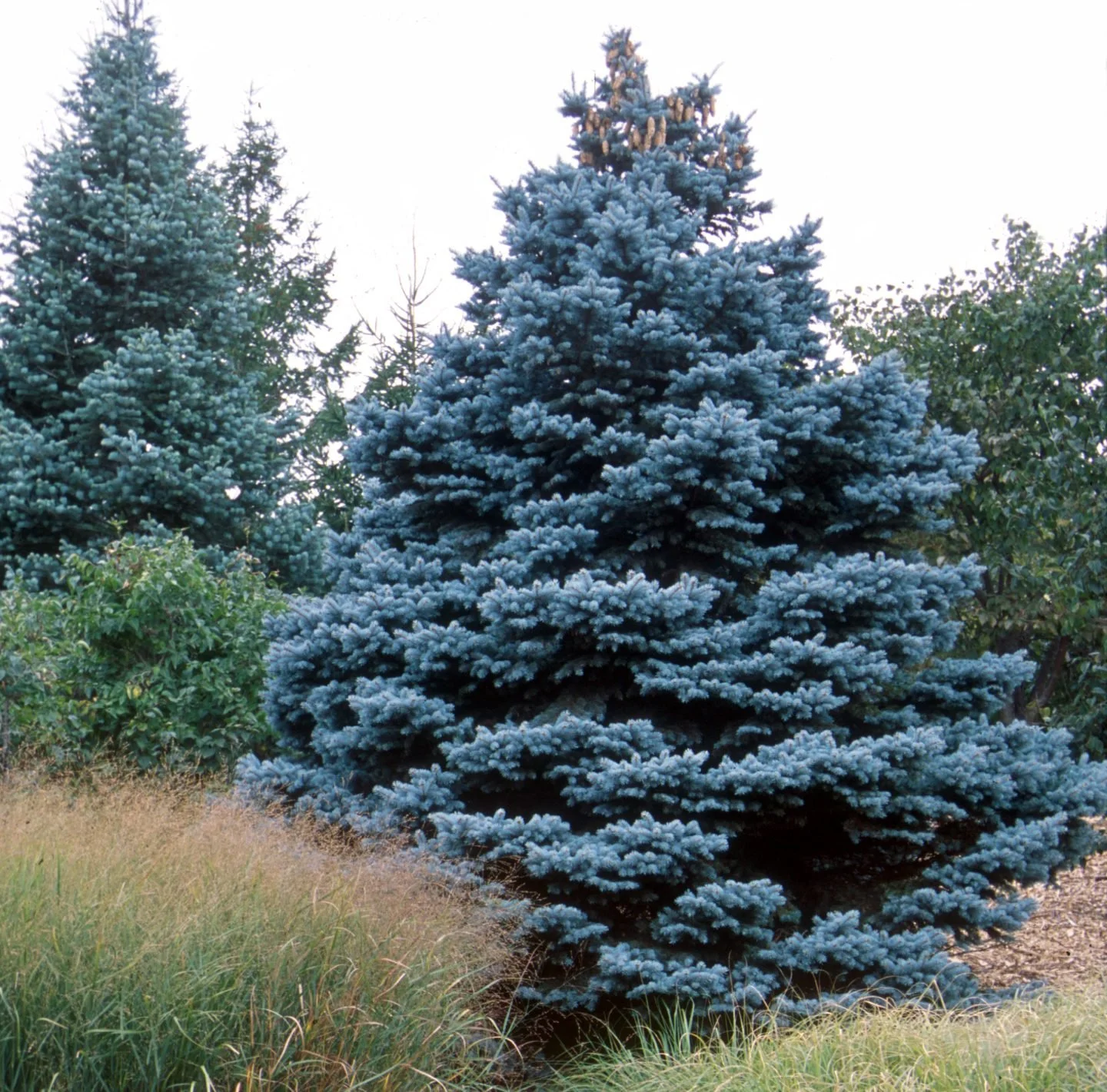 Colorado blue spruce with silvery blue needles