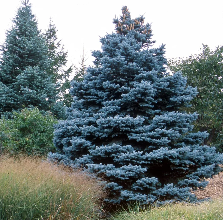 Colorado blue spruce with silvery blue needles in a landscaped yard