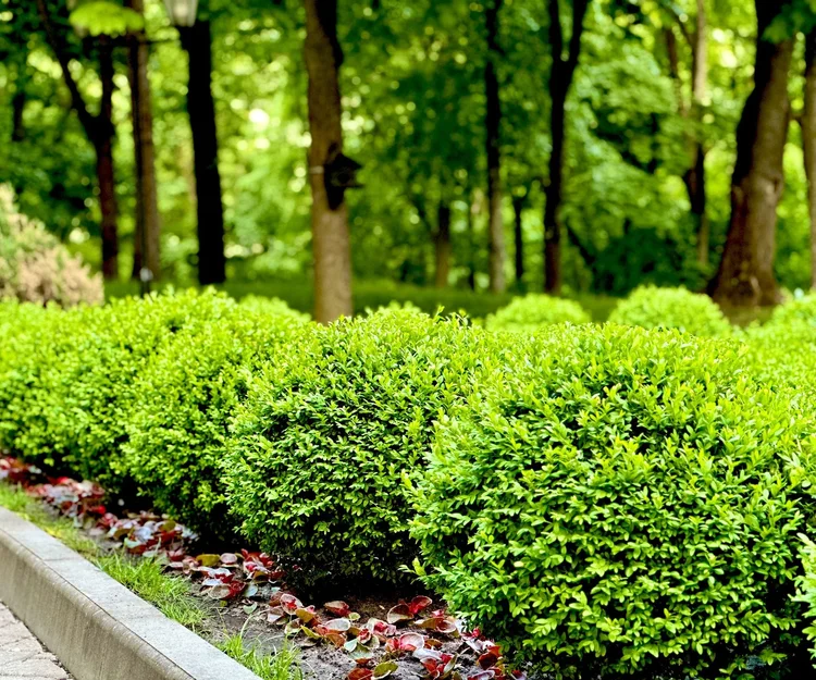 Low hedge of rounded evergreen shrubs edging a garden bed
