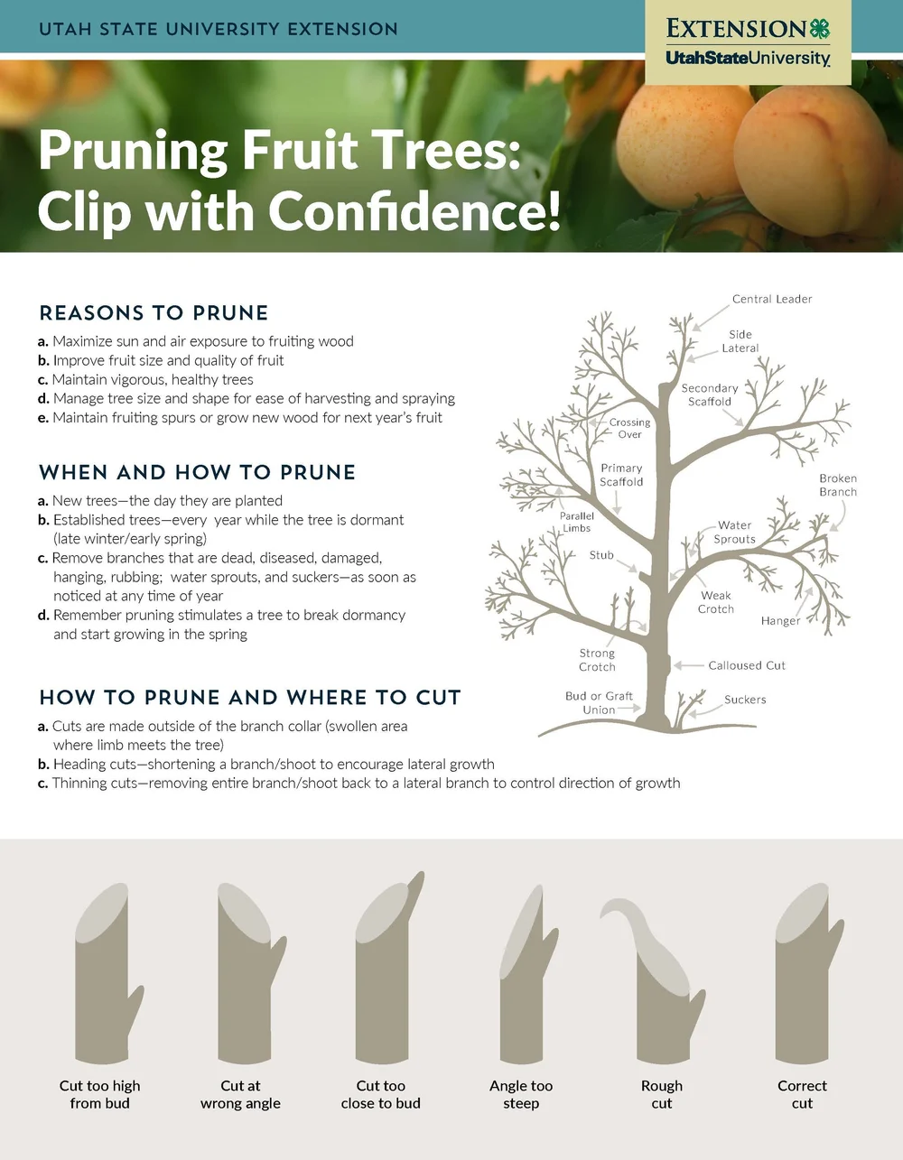 Pruning — Country Gardens & Nursery, Heber City, Utah