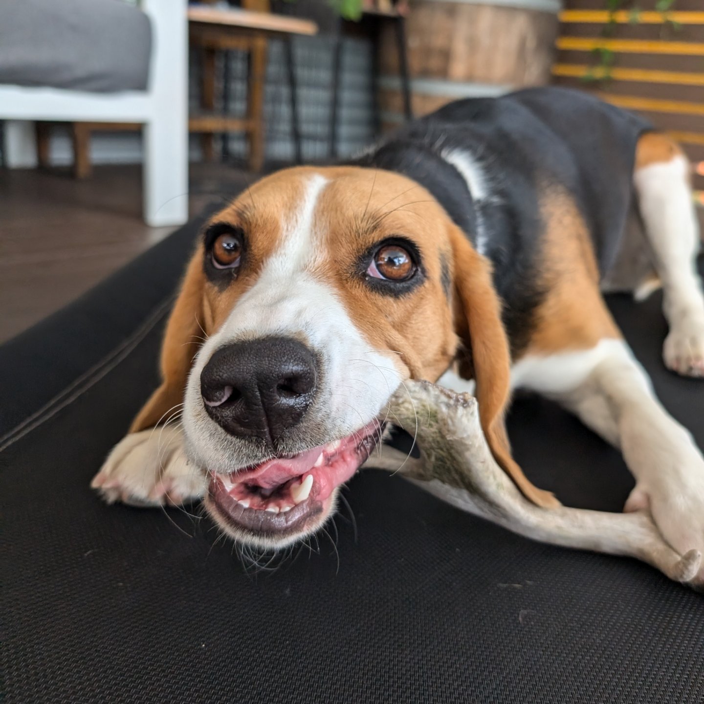 @bellathebeagle623 I wish you'd chew this more and not the couch cushions!! 😂 We still love you.
You're off home tomorrow, your Mum will be happy to see you gorgeous girl.