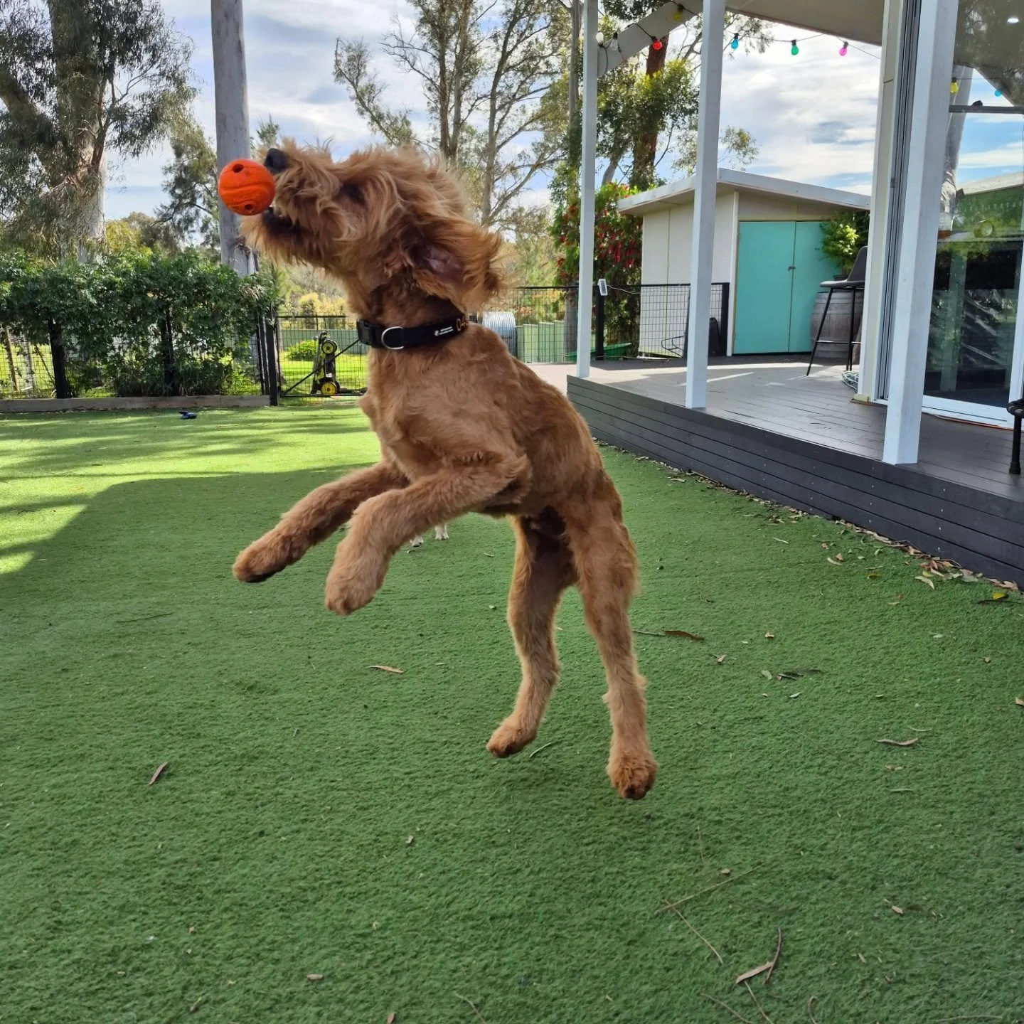 Gusso!!! Having the best time on his holidays. He's such a sweet boy and settled in  so well for a first timer.