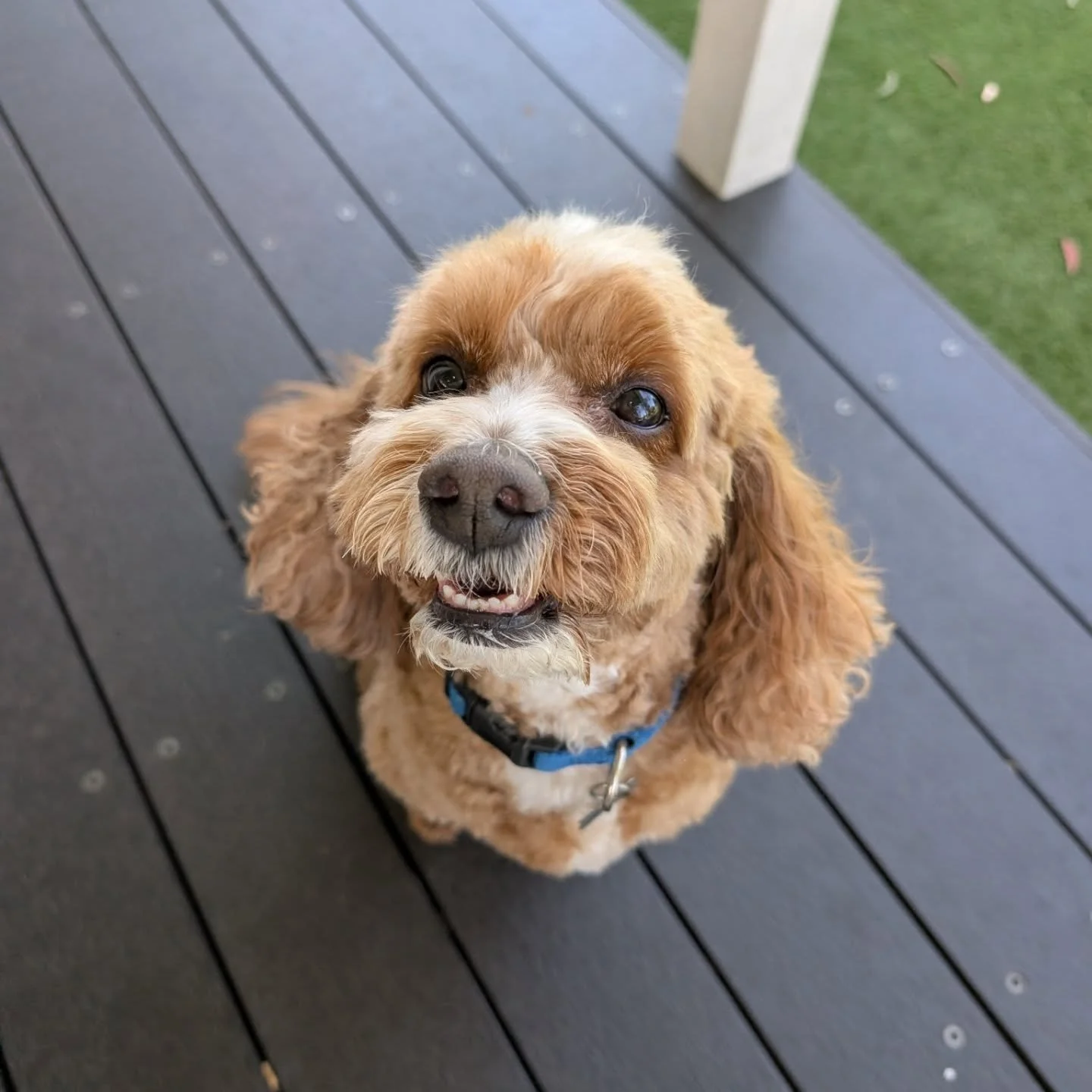 Cheeeeeeeeese from Harvey:)