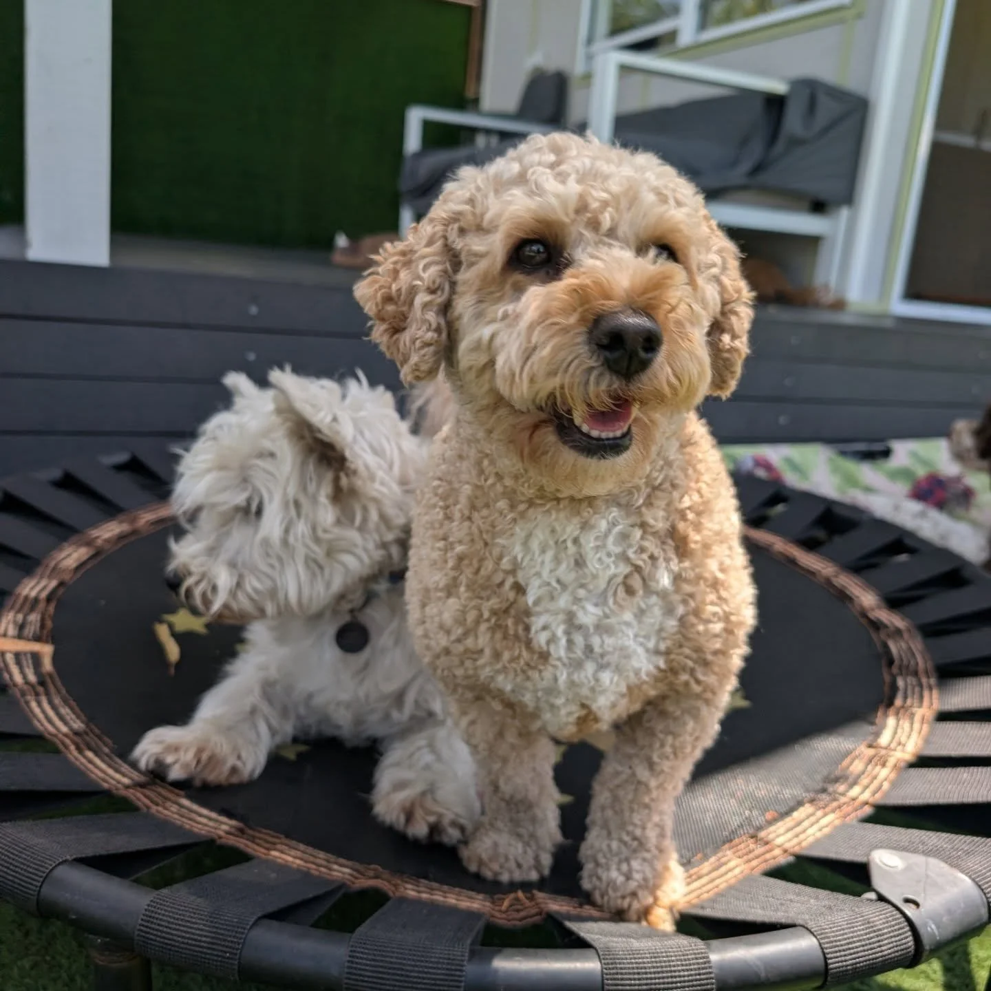 Ollie sharing some toys with Sully