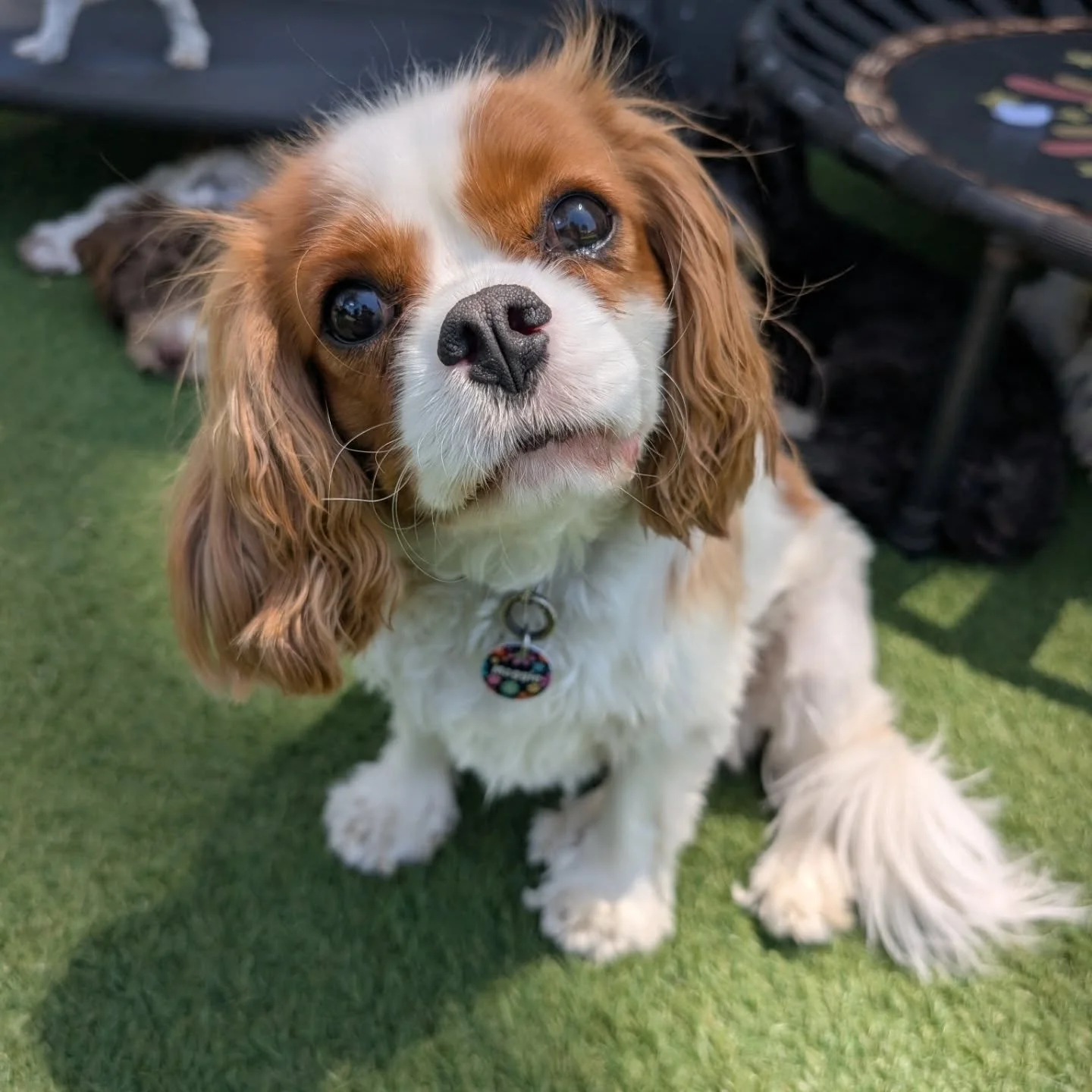 Maggie with her best head tilt