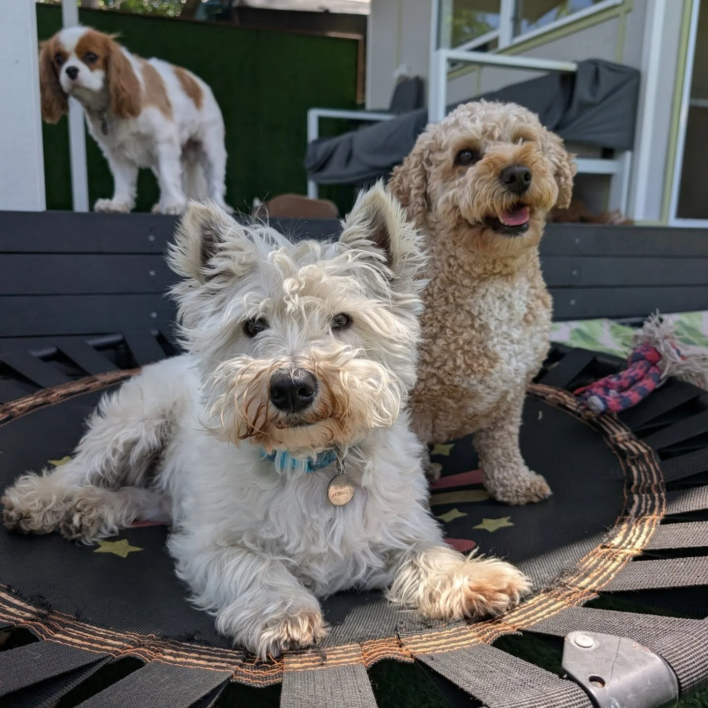 You little scruffy cutehead Herbert!