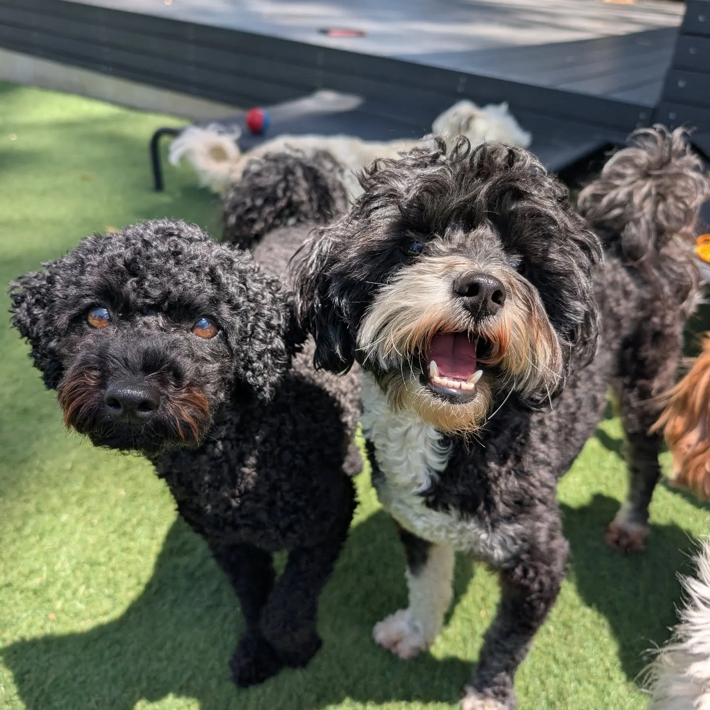 Buddies Oscar and Jax