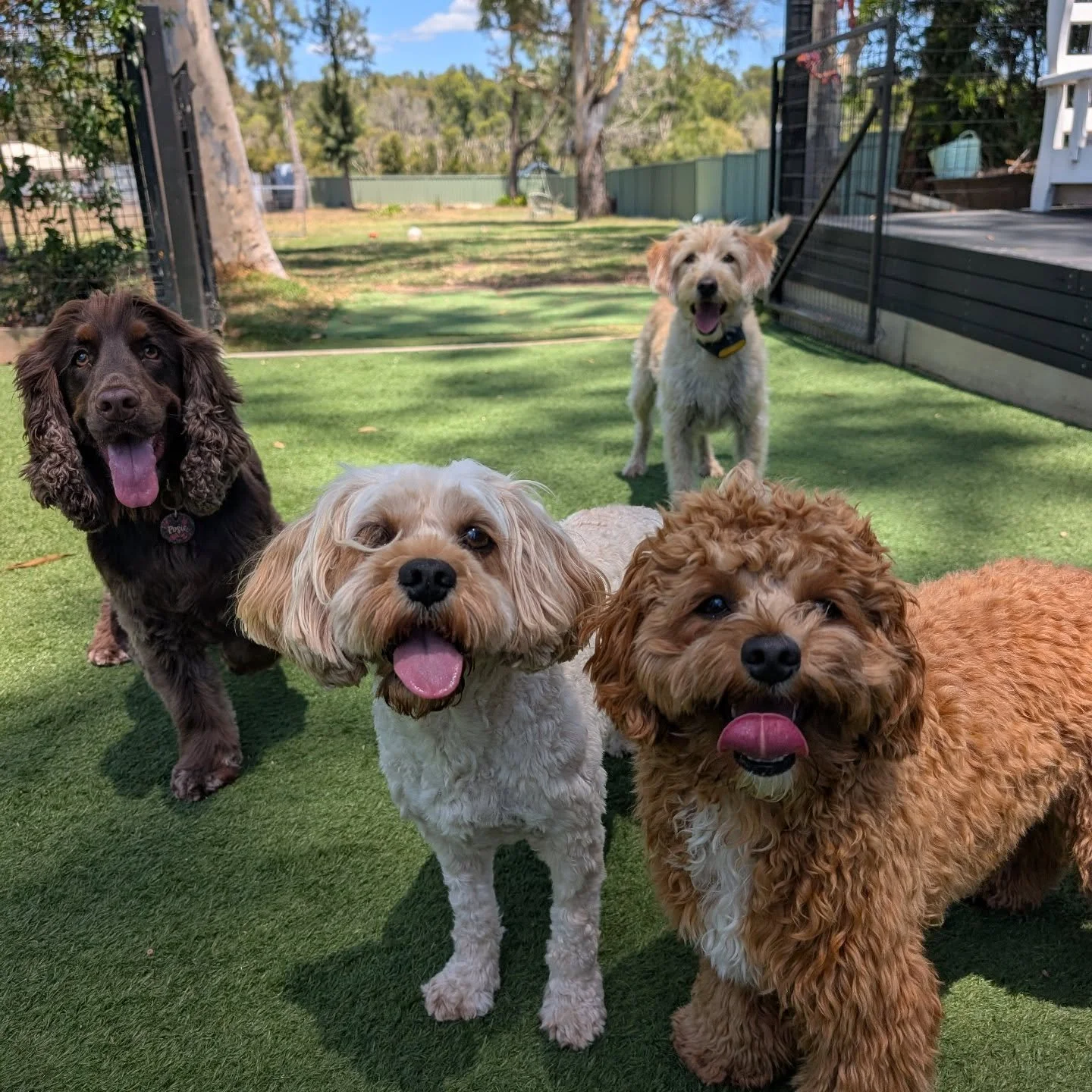 Throw the ball please!