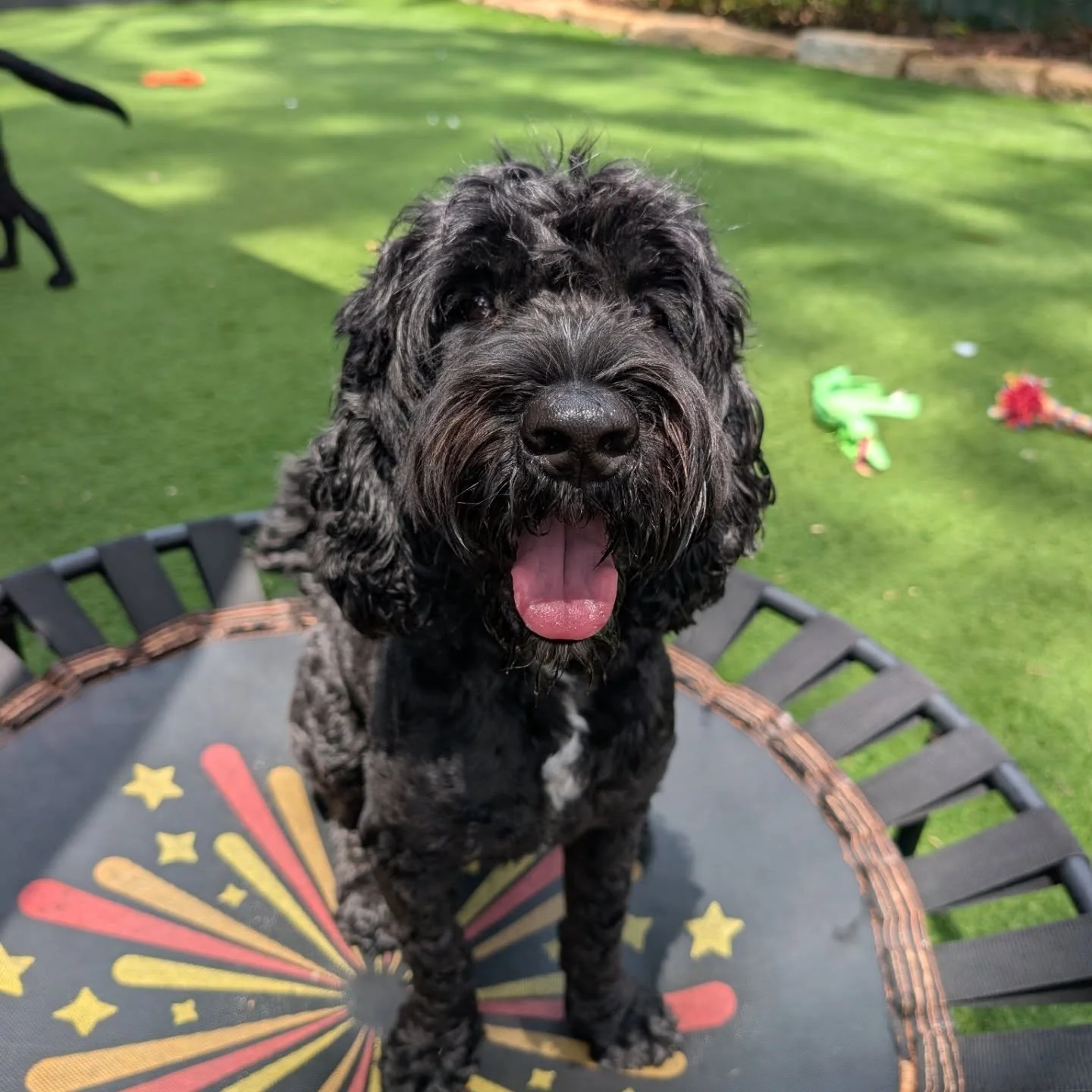 Winston has been with us for a couple weeks now and it's hard to get a good photo of him sometimes ! But he's thoroughly enjoying his doggy holiday 👏🏻😊