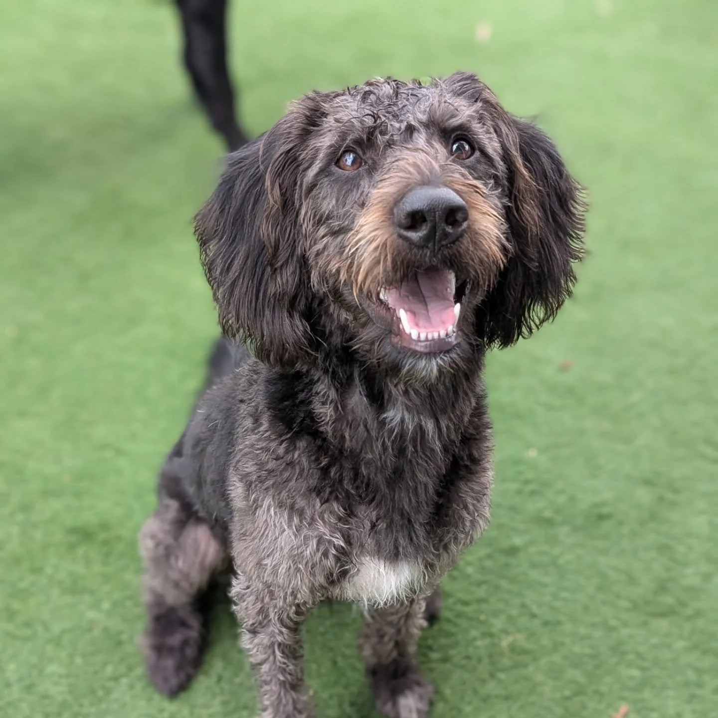 Archie has grown up to be quick a rugged handsome doggo! He's super cheeky and a huge cuddle bug.