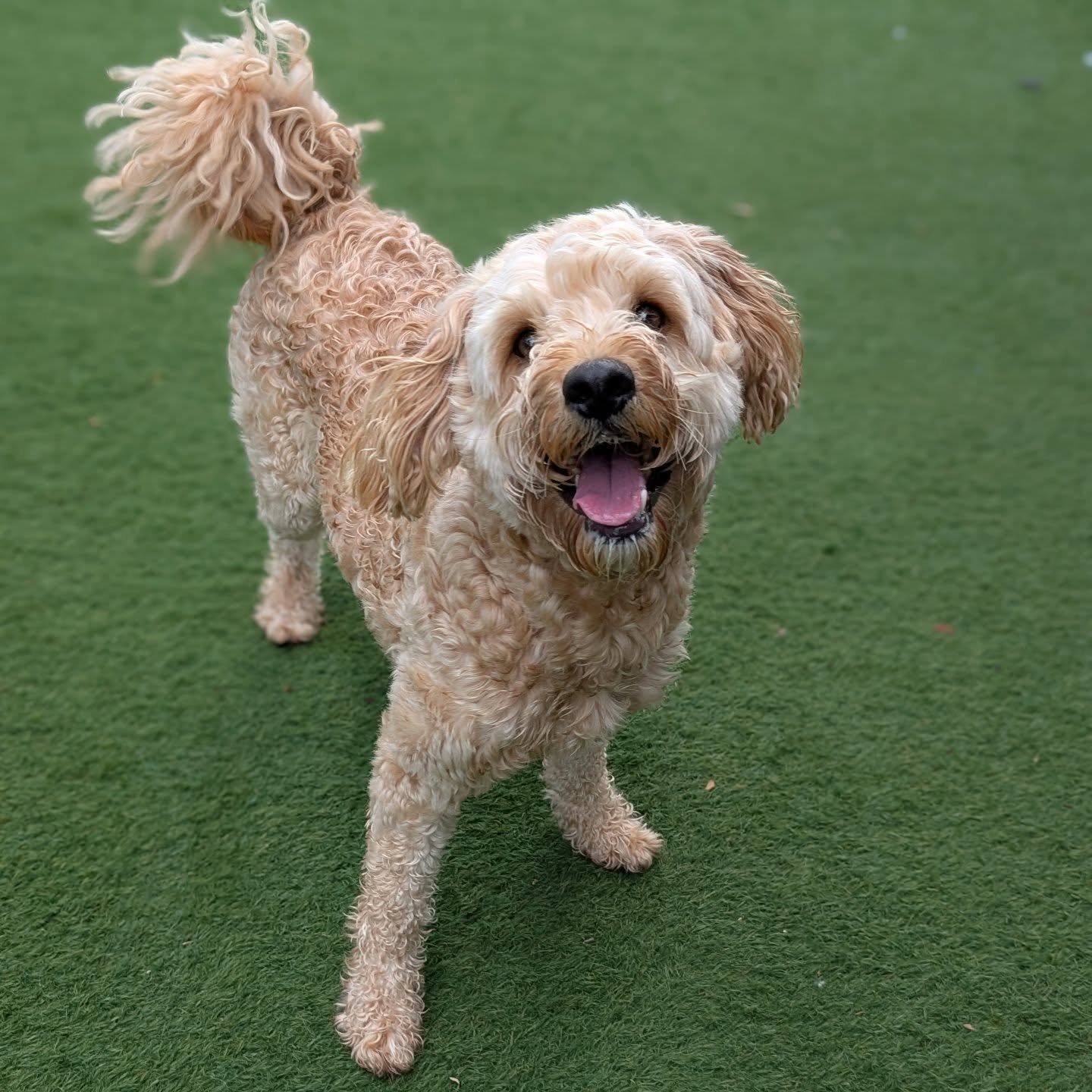 Charlie #2 is having a great time at Doggy Retreat. He's making so many new friends and just loving all the ball play.