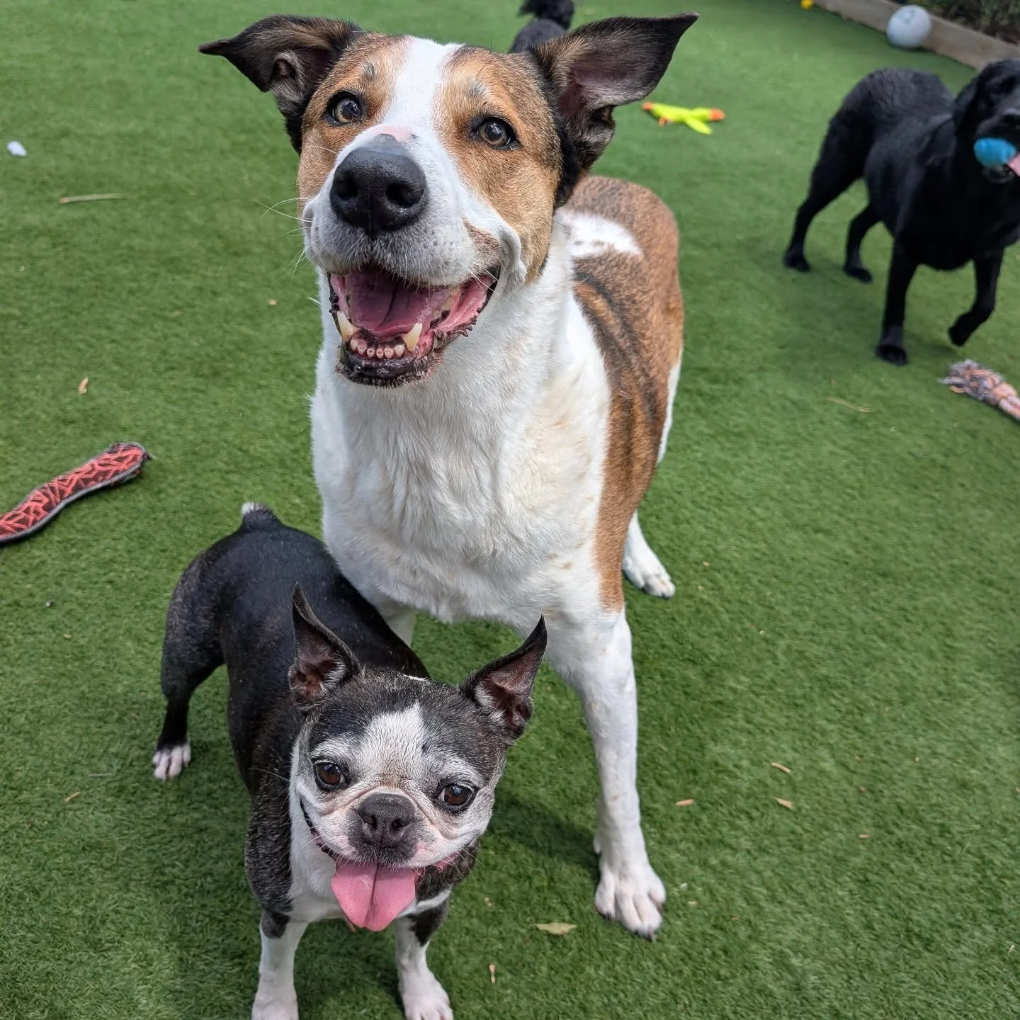 I just love this photo. Mabel and Patches