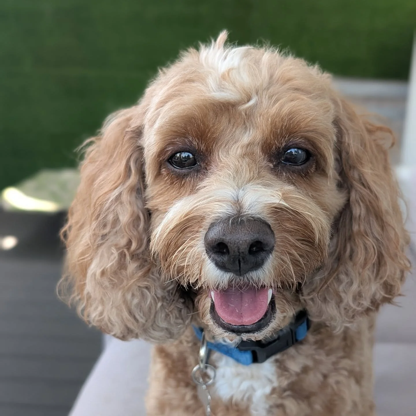 Handsome Harvey