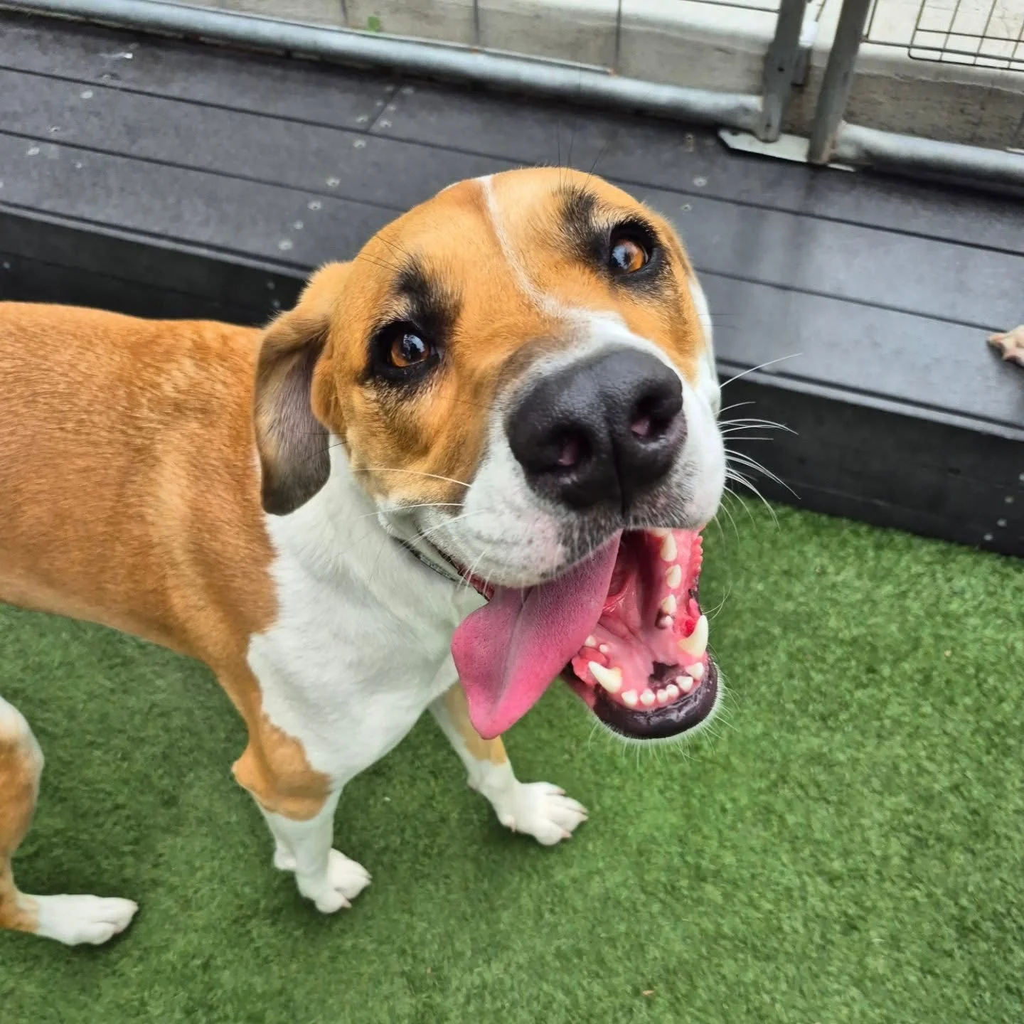 Big Welcome to Billie!!
After being on the waitlist for nearly half a year we could finally bring her in for a trial day. And what a day she's had!!
Billie made a new bestie in Archie and loved hanging with all her new pals.
Welcome Billie 🥰