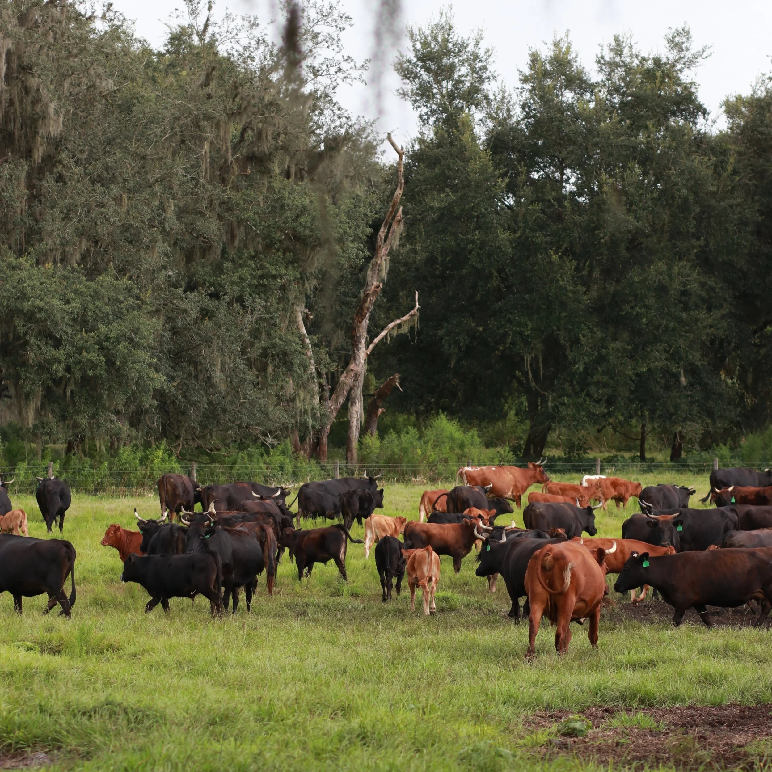 High Pasture Farm High Quality Beef Zolfo Springs, FL