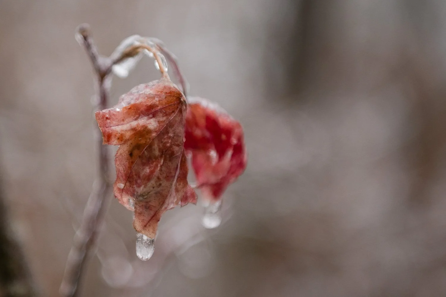 When Winter Sparkles