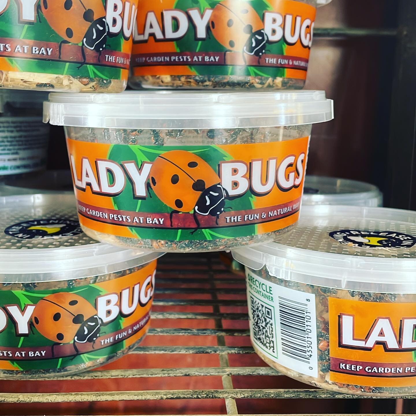 Lady bugs!  #ladybugs #aphideaters #naturalgardening #organic #bollesnursery #springplanting #rosecare #prayingmantids