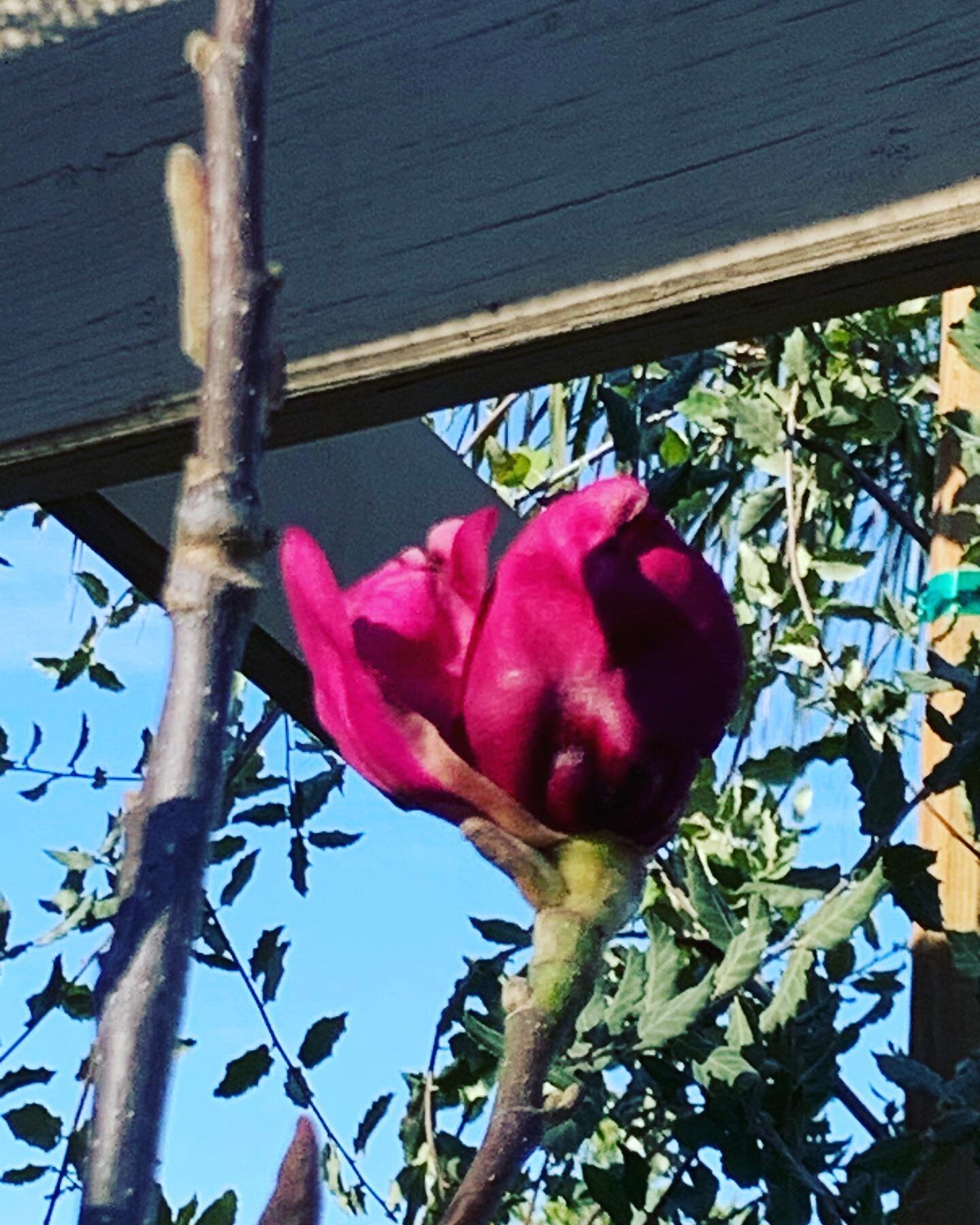 If you thought you missed out on black tulip magnolia, we just received a new shipment. Happy Easter