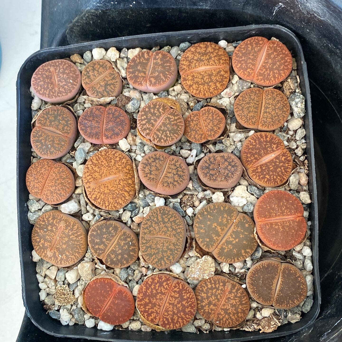 Look at all those Lithops!!!