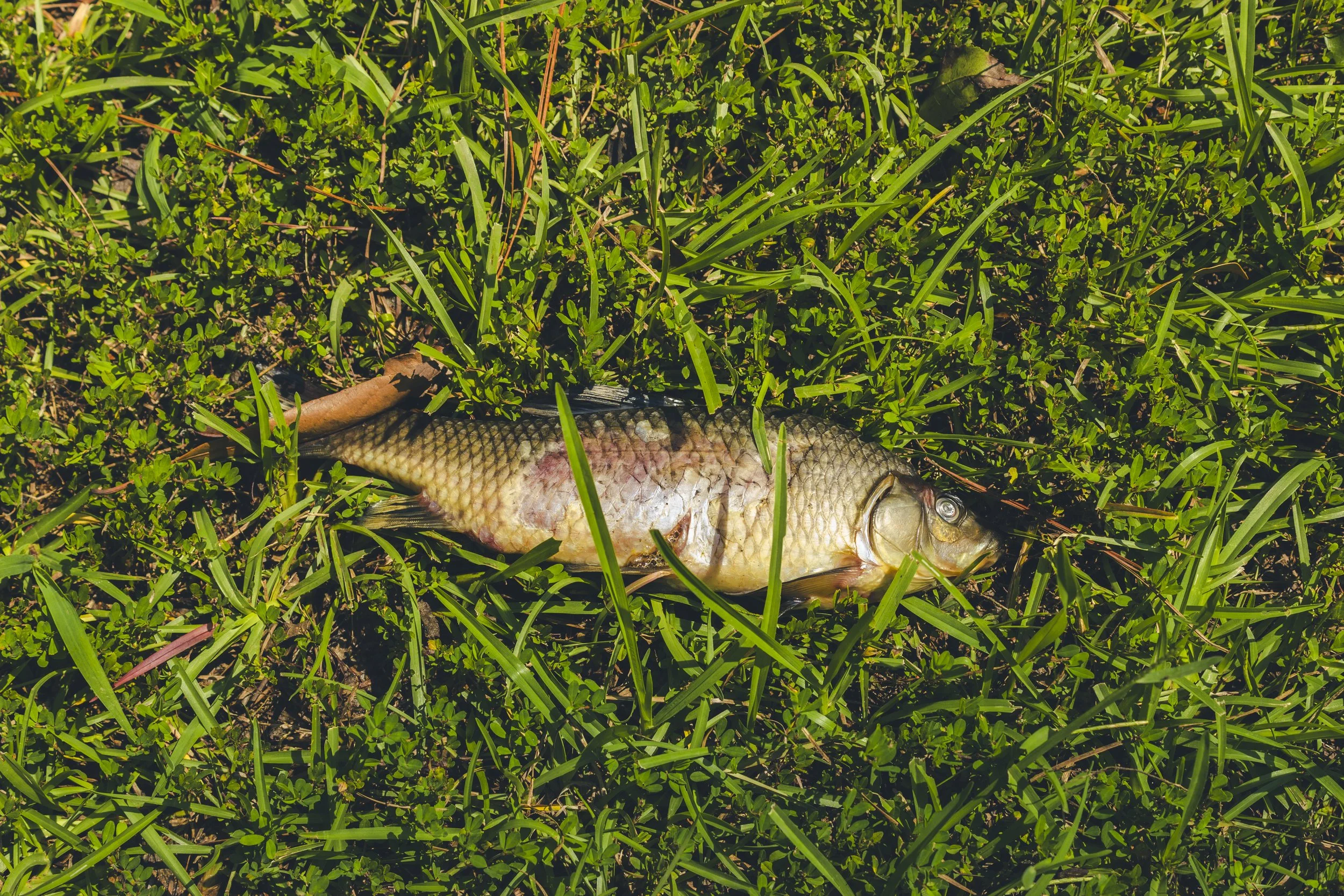 A dead fish due to the toxic flood water