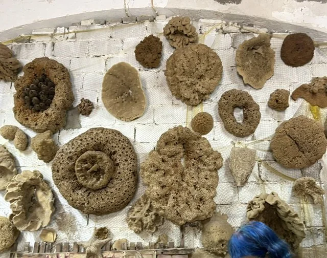 Helen Wyatt and Lesley Walker — A Collage of Sponges