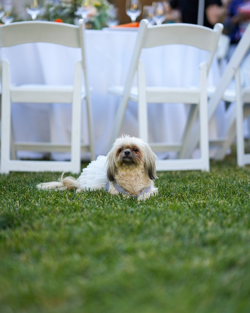 dog-photographer-san-jose-california.jpg