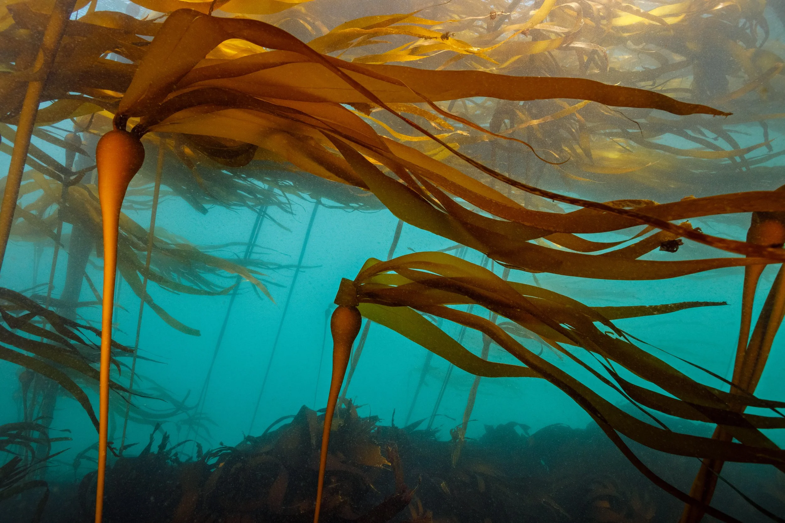 Oregon Kelp Alliance