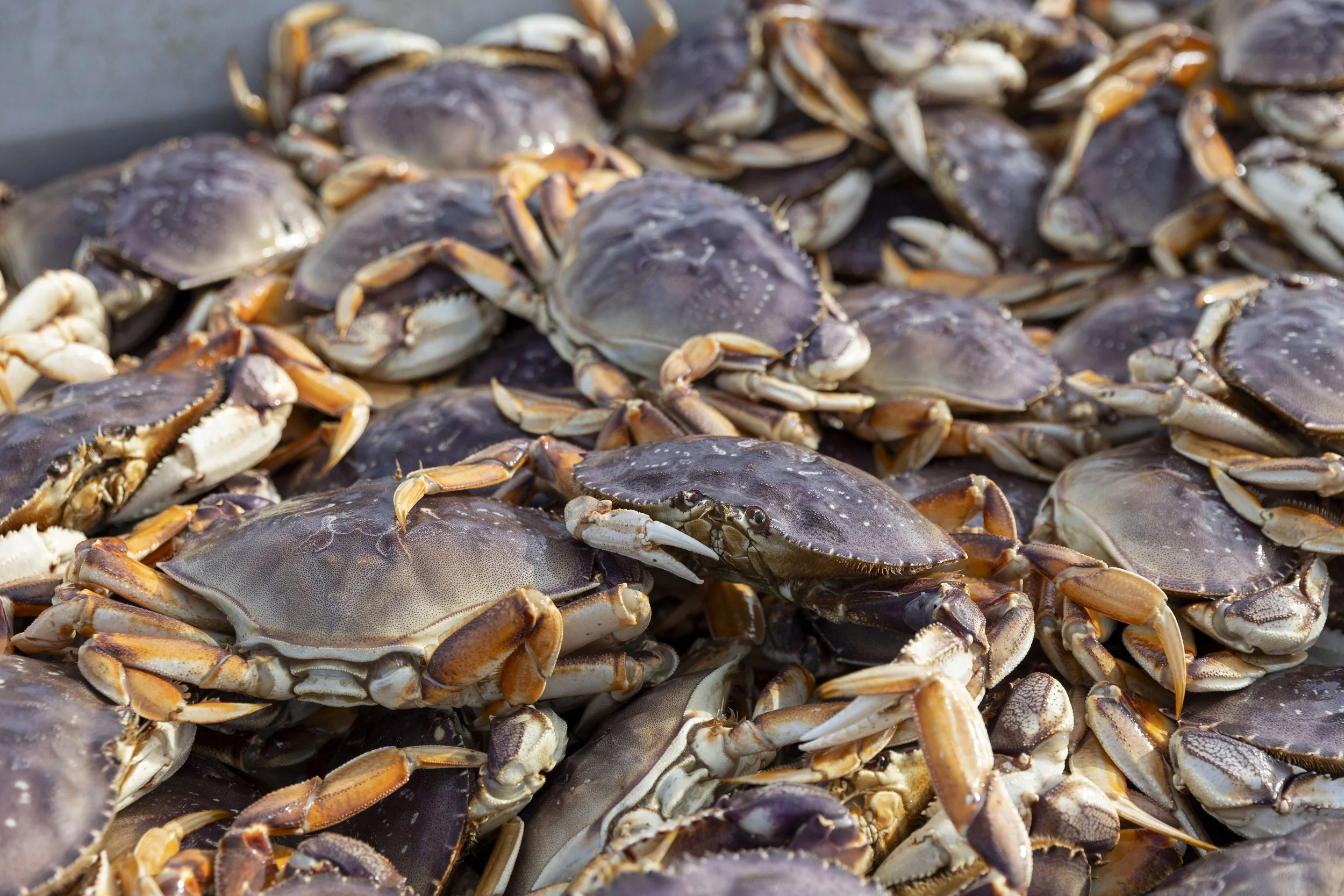 240204 Crab Offload photo by Rachelle Hacmac @littlezestypdx 64.jpg