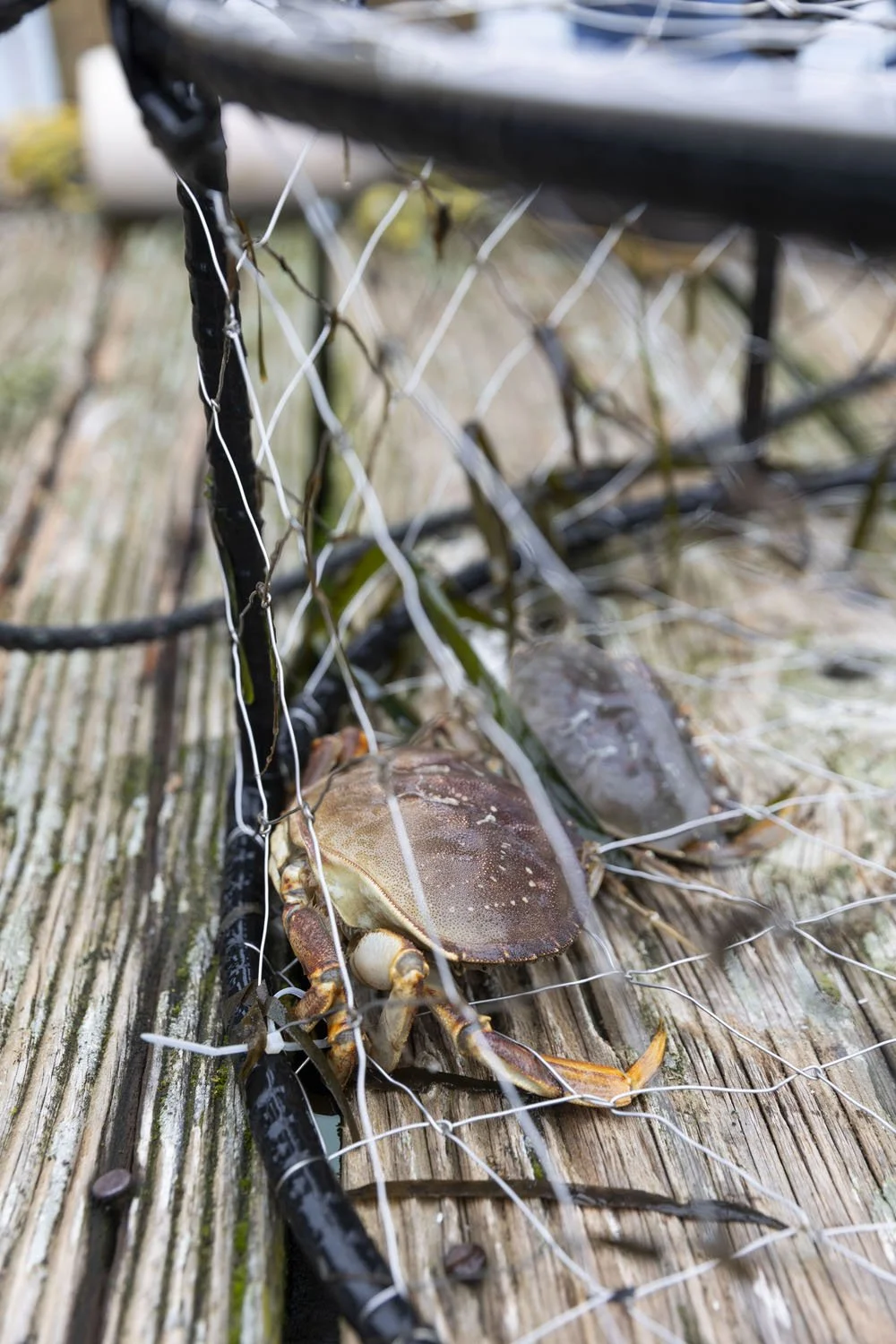 260214 Tournant Winter Waters photo by Rachelle Hacmac 27.jpg
