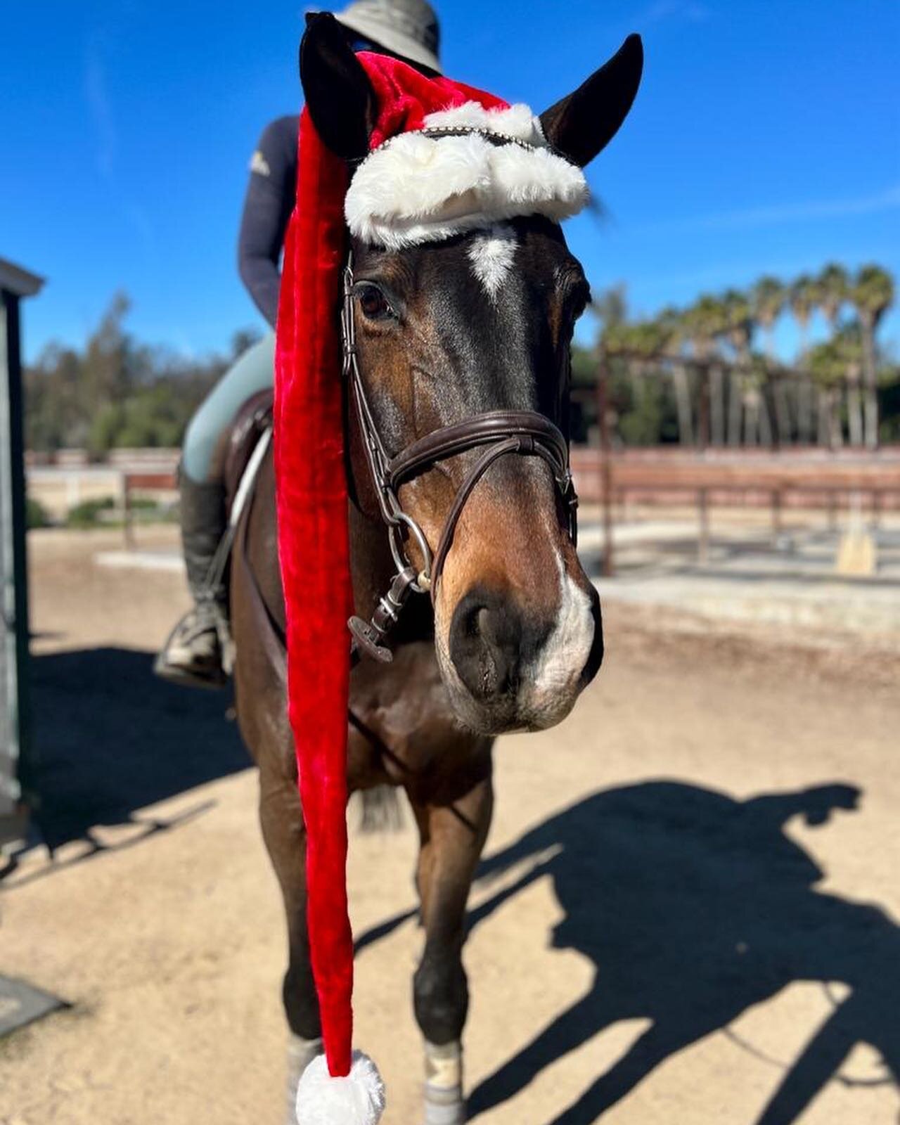 Our horses are ready for Christmas! 🎅