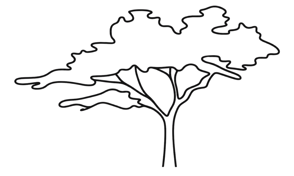 Outline drawing of a Monterey Cypress tree with multiple branches and leaves.
