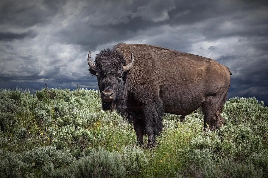 From ‘the Insect and the Buffalo’